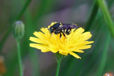 Küçük bir Avrupa yuvarlak reçine arısı olan Anthidiellum strigatum 'a doğal olarak yakın çekim.