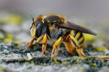 Grohmann 's, Yellow-Resin Bee, Icteranthidium grohmanni' nin doğal detaylı görüntüleri.