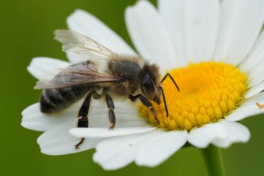 Avrupa 'da işçi bir bal arısına doğal olarak yakın plan, Apis mellifera bir çayırda beyaz bir leucanthemum çiçeği üzerinde