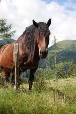 Uzun yeleli kahverengi bir at, arka planda dağlar olan çimenli bir tarlada duruyor..