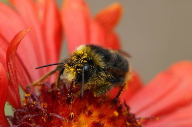 Natural closeup on a red-tailed bumblebee, Bombus lapidarius with yellow pollen on a bright red Gallardia flower