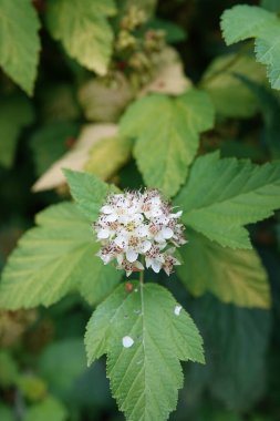 Beyaz çiçekli ve yeşil yapraklı bir çiçeğin yakın çekimi. Çiçekler küçük ve kümelenmiş, geniş ve tırtıklı yapraklarla çevrili. Arkaplan bulanık, bitkinin detaylarını vurguluyor.