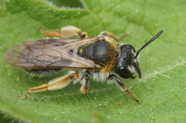 Kırmızı bacaklı dişi maden arısı Andrena Hemoroa 'nın yakın çekimi, yeşil bir yaprağın üzerinde dinleniyor, ayrıntılı kanatları ve vücudu gösteriyor..