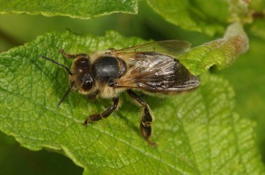 Yeşil bir yaprağın üzerinde dinlenen bir bal arısı işçisinin yakın çekimi, ayrıntılı kanatları ve vücudu gösteriyor..