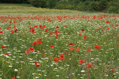 Kırmızı gelincik ve beyaz papatyalardan oluşan canlı bir tarla yemyeşil bir zemin üzerine kurulmuş. Çiçekler rengarenk ve huzurlu bir manzara yaratıyor. Huzur hissi uyandırıyor.