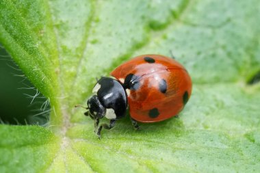 Yeşil bir yaprağın üzerinde oturan yedi benekli uğur böceği, böcek, Coccinella septempunctata 'nın doğal yakın çekimi.