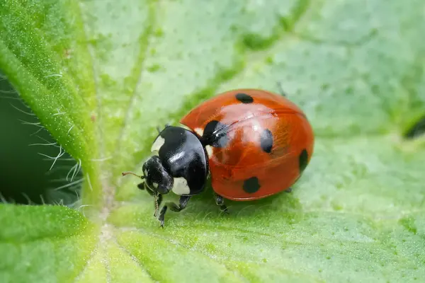 Yeşil bir yaprağın üzerinde oturan yedi benekli uğur böceği, böcek, Coccinella septempunctata 'nın doğal yakın çekimi.