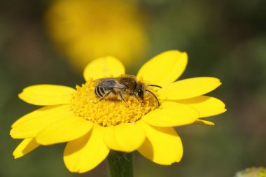 A small Colletes bee collecting pollen on a bright yellow daisy flower in a natural setting. clipart