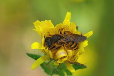 Natural close up on a female of the European Great banded furrow bee, Halictus scabiosae in a yellow flower clipart