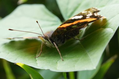 Detailed closeup on the red and black painted lady butterfly, Vanessa atalanta in the garden clipart