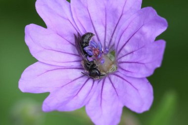 Mor geranium pirenaicum çiçeğindeki Chelostoma campanularum, Avrupa 'daki küçük bir arı için doğal bir yakın plan.