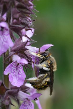 Avrupalı erkek bir Woolcarder arısına doğal olarak yakın çekim, Mor bir Stachys çiçeğinin üzerinde Anthidium manicatum