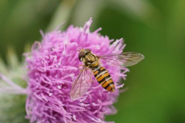 A marmelade hoverfly, Episyrphus balteatus, with transparent wings and striped abdomen on a purple thistle flower. clipart