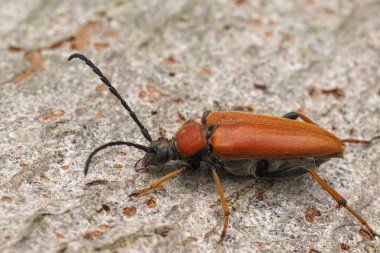 Kırmızı-kahverengi bir Longhorn Beetle, Corymbia ya da Stictoleptura Rubra 'nın doğal yakın çekimi.