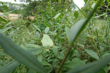 A female green Brimstone butterfly, Gonepteryx rhamni, camouflaged among lush green leaves in a natural setting. clipart