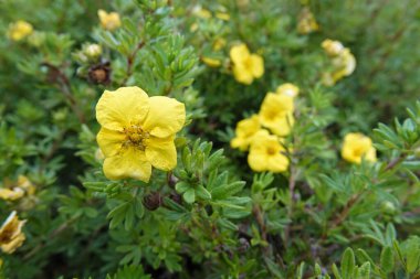 Bahçede yeşil yapraklı canlı sarı çalılar Cinquefoil Dasiphora fruticosa çiçekleri.