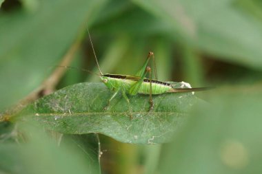 Close-up of a lesser Meadow Green Katydid , Conocephalus grasshopper on a leaf in a natural setting. clipart