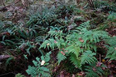 A lush forest floor covered with various types of ferns and green foliage. clipart