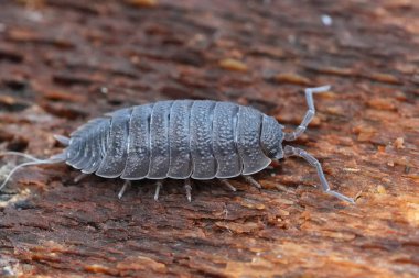 Yaygın bir Rought Bitli Hap Böceğinin Yakın Çekimi, desenli bir yüzey üzerindeki Porselen Skalası.
