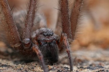 Facial macro close-up of a Hairy giant house spider Eratigena atrica on its eyes and legs. clipart