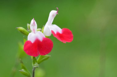 Kırmızı ve beyaz yapraklı güzel bir Salvia mikro-dudak çiçeğinin yakın çekimi, yumuşak yeşil arka planda. Çiçeğin eşsiz bir şekli ve iki belirgin çiçeği vardır.