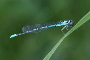 Natural closeup on the European azure damselfly, Coenagrion puella against a green blurred background clipart