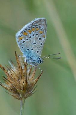 Avrupa İkarus Mavi Kelebeği 'ne dikey yakın plan, Kurumuş Çiçek' e polyommatus icarus ve bulanık yeşil arka plan.