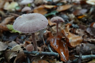 Mor renkli ametist aldatıcı odadaki doğal yakın plan, Laccaria ametistina.