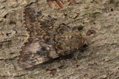 Oak Yellow Underwing 'in yakın çekimi, Catocala nymphaea güvesi ağaç kabuğunda kamufle olmuş kahverengi ve gri desenli kanatlarını kabuk ile harmanlıyor..