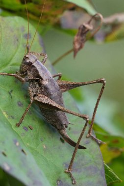 Kahverengi bir cırcır böceğinin yakın çekimi olan Pholidoptera griseoaptera yeşil bir yaprağın üzerinde detaylı dokusunu ve uzun antenini sergiliyor..