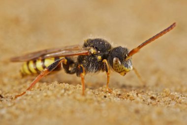 Erkek değişken nomad cleptoparasite arı, Nomada zonata 'nın doğal detaylı görüntüsü.