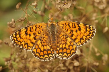 Natural closeup on a colorful Knapweed fritillary, Melitaea phoebe, with spread wings, Gard, France clipart