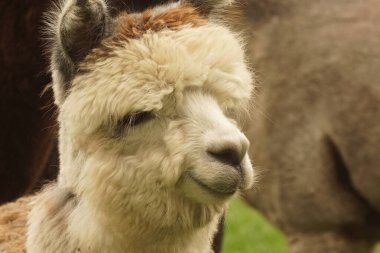 Close-up of a fluffy alpaca with a gentle expression, showcasing its soft woolly fur and distinctive face. The background is blurred, highlighting the alpaca's features. clipart