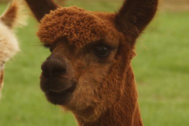 Şirin kahverengi, tüylü, tüylü, yeşil bir tarlada duran alpaka..