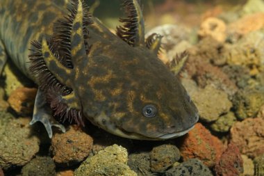 Neotenik bir Ambystoma Andersoni Achoque Axolotl semenderi, koyu benekli derisi ve tüylü solungaçları var..