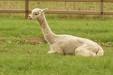 Çitlerle çevrili bir alanda yeşil çimlerde oturan beyaz bir alpaka..