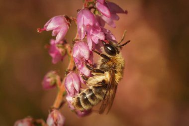 Natural Closeup on a female Heather mining bee, Andrena fuscipes on it's host plant, Collecting Nectar from Heather Flowers clipart