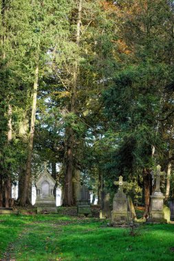 A serene cemetery scene with old tombstones surrounded by tall trees and lush greenery, creating a peaceful and contemplative atmosphere. clipart