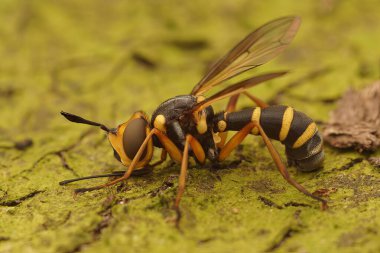 Sarı çizgili arı kapanı sineğinin doğal yakın çekimi, Conops batıyor.