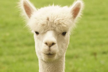 Yumuşak tüylü kürkünü ve kendine özgü yüzünü gösteren yumuşak bir ifadeyle pofuduk alpanın yakın çekimi. Arkaplan bulanık, alpakanın özelliklerini vurguluyor.