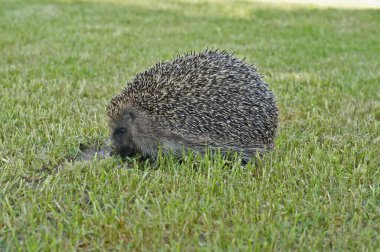 Avrupa 'da yaygın kirpi olan Erinaceus europaeus hakkında detaylı bilgi