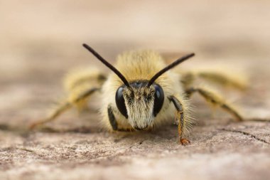 Kahverengi saçlı erkek bir Pantalon arısı, Dasypoda hirtipes 'e yakın plan.