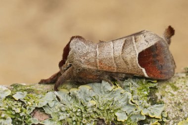 Kahverengi renkli çikolata uçlu güve, Clostera curtula, bahçede bir tahta parçası üzerinde oturan