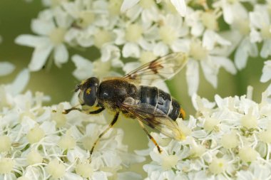 A close-up of a Spot-winged Drone Fly Eristalis rupium perched on delicate white flowers, showcasing its detailed body structure and wings. The background features a soft focus of more flowers clipart