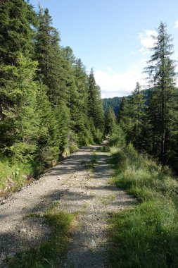Berrak mavi gökyüzünün altında yemyeşil ağaçlarla çevrili manzaralı bir orman yolu..