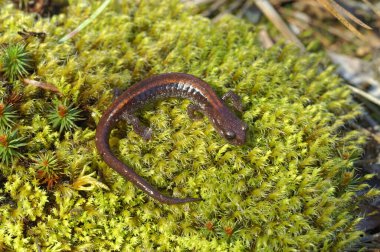 Nadir bulunan ve korunan Scott Barr akciğersiz semenderi Plethodon asupak 'ın Kaliforniya' ya özgü yakın plan çekimi.