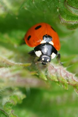 Yedi noktalı uğurkuşu, Coccinella septempunctata, yeşil yapraklı doğal renkli dikey yakın çekim.