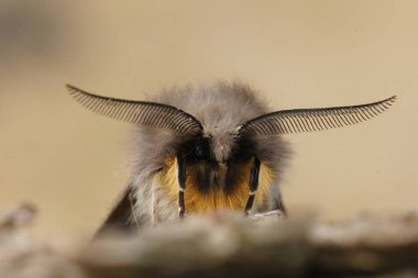 Natural facial closeup on the muslin moth, Diaphora mendica clipart