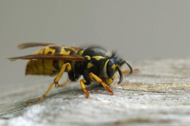 Avrupa 'da yaygın olarak kullanılan sarı-jöleli limonata arısı Vespula vulgaris' e yakın plan.