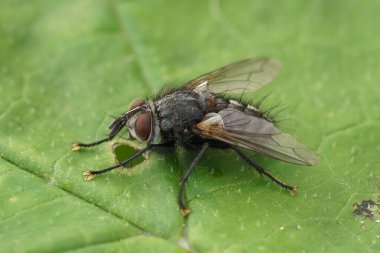 Detailed closeup on a hairy European Tachinid fly Phorocera obscura sitting on a green leaf clipart